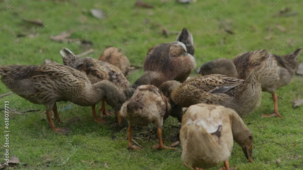 Ducks eating in a green field- Duck feeding in a grass field. 4k slow motion. Ducks eating in a green field- Duck feeding in a grass field. 4k slow motion.