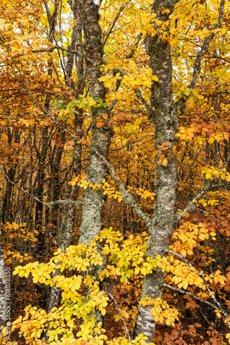 Colorful beech, oak and pine forest in autumn in MAmpodre, North of Spain
