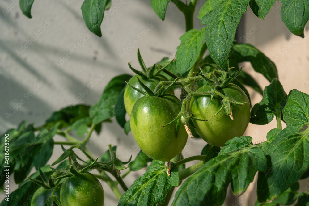 Green tomatoes on a branch grown on a balcony in an apartment close-up Green tomatoes on a branch grown on a balcony in an apartment close-up