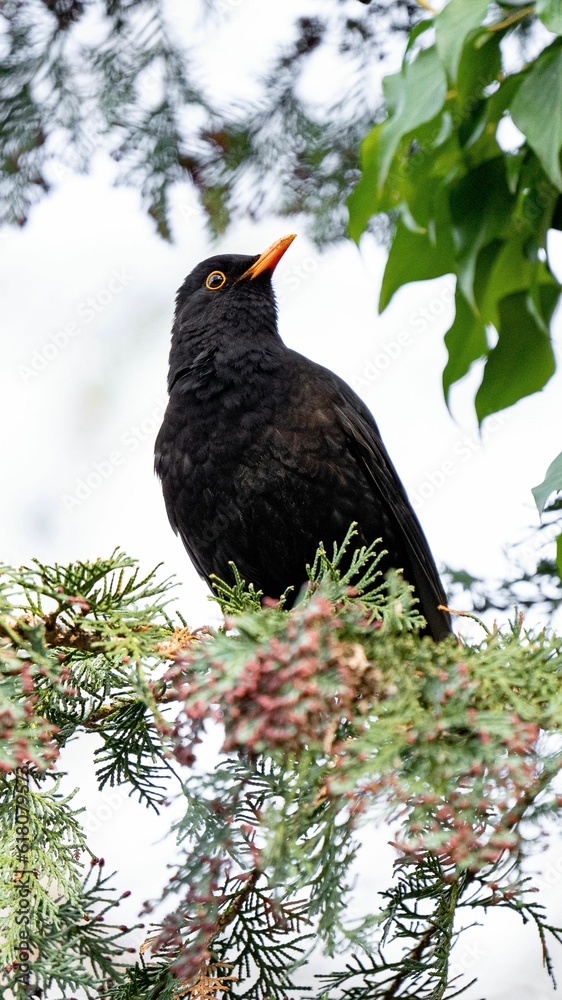 Fototapeta premium Vertical shot of a common blackbird perched on a tree, surrounded by lush green leaves