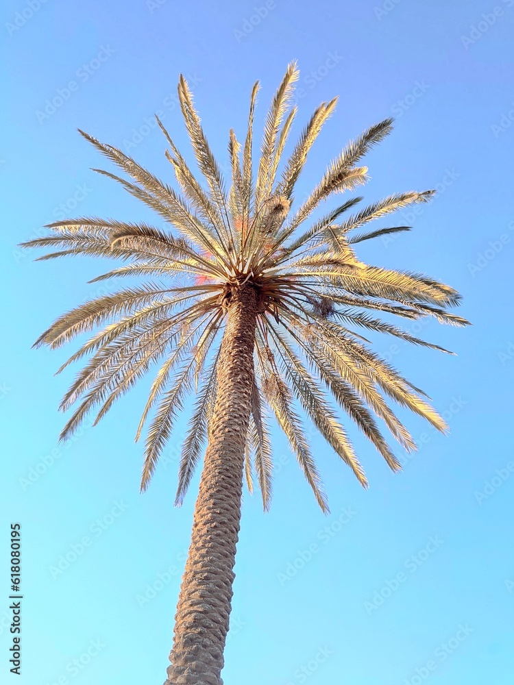 palm tree on blue sky background