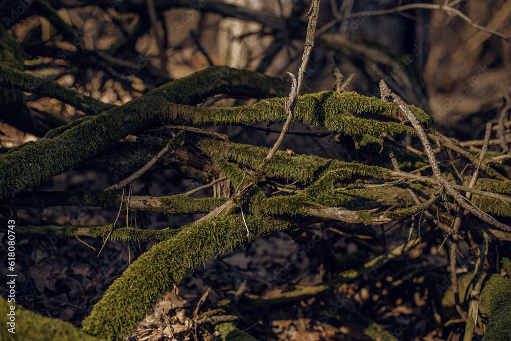 tree in the forest tree in the forest
