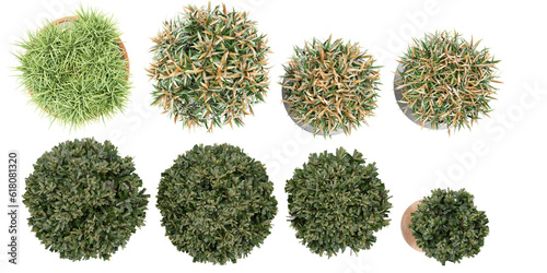 Top view of Zebra Grass, Laurus Nobilis, Oleander isolated transparent background collection