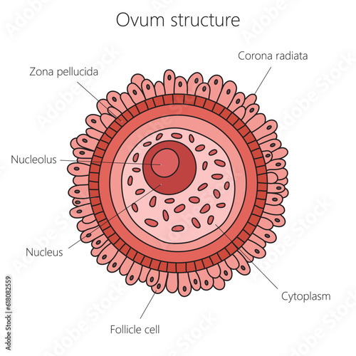 Egg cell structure diagram schematic vector illustration. Medical science educational illustration