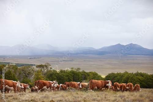 Hereford cattle ranch in south patagonia argentina
