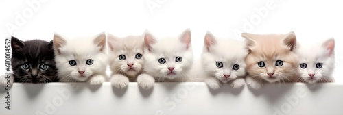 横一列に並んだ子猫たち ヘッダーサイズ with generative ai