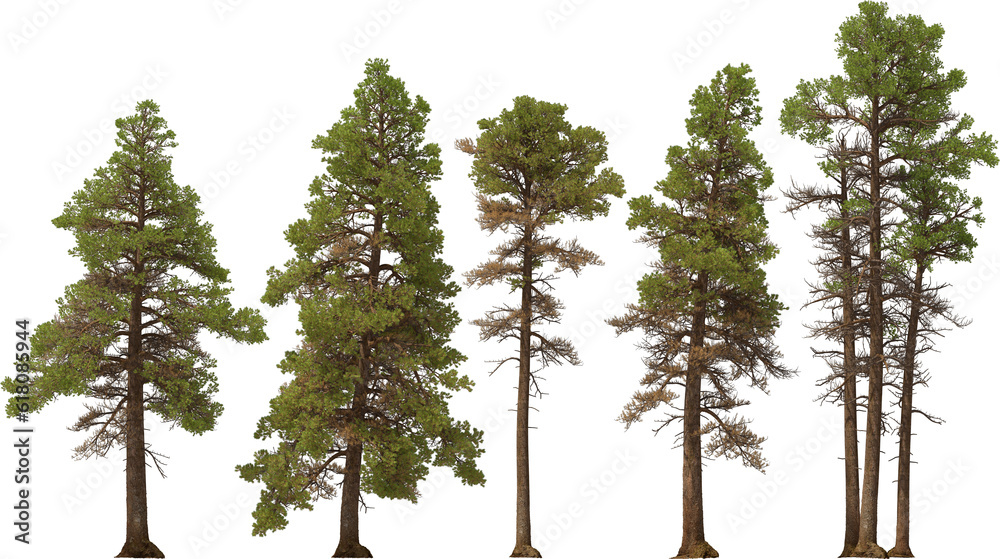 fir tree forest conifers, coastal pine, pine, hq arch viz cutout, 3d render plants