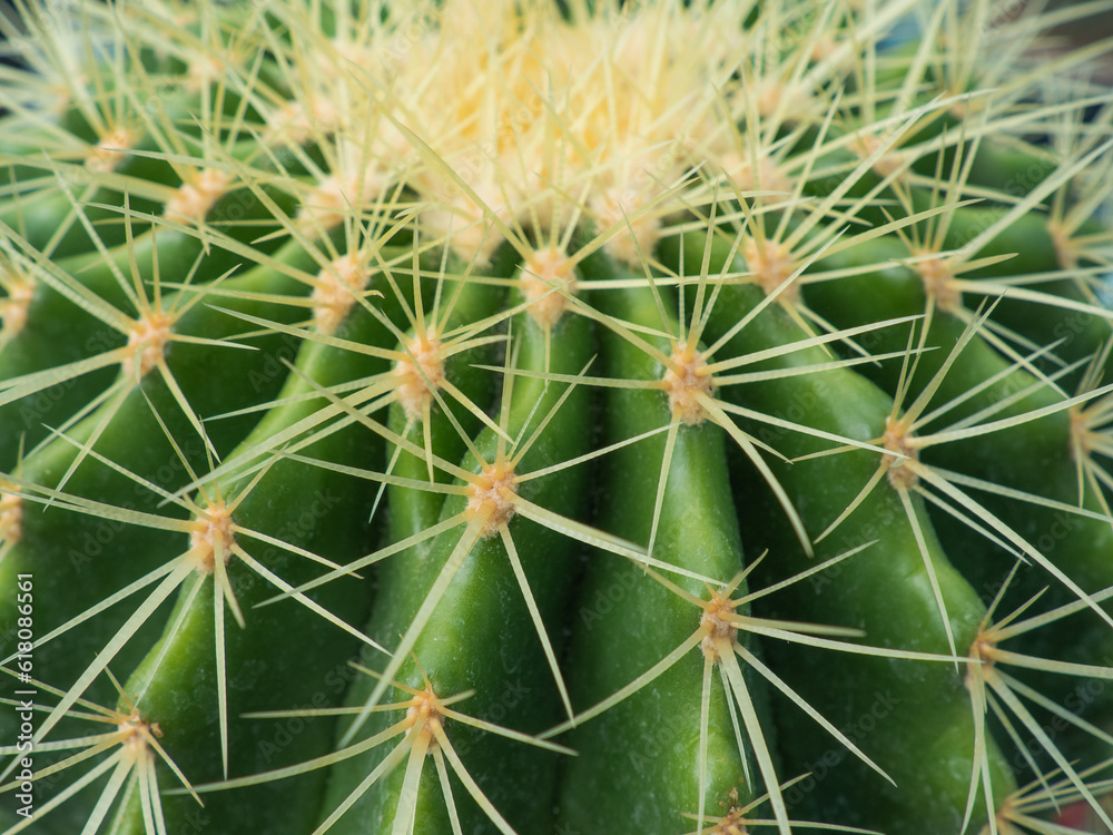 close-up of cactus. cactus with spiky thorns, vibrant colors, yellows, oranges, browns, greens, close up shot to show the details, blur background. close-up of cactus. cactus with spiky thorns, vibrant colors, yellows, oranges, browns, greens, close up shot to show the details, blur background.