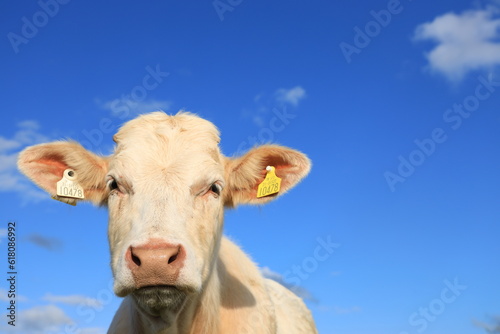 Cattle  closeup of Charolais breed bullock against backdrop of blue sky © Niall