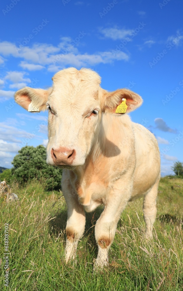 Cattle: Charolais breed bullock standing in field on farmland against backdrop of blue sky in rural Ireland