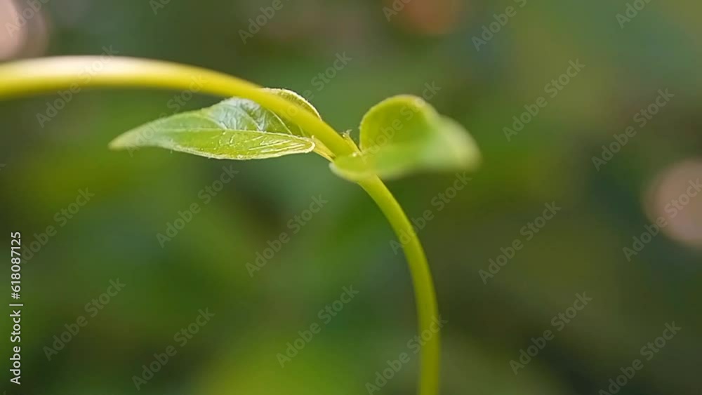 Young Green leaf motion video Young Green leaf motion video