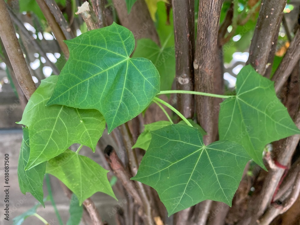 Mexican kale leaf in the garden, green leaves on the tree
Mexican kale leaf in the garden, green leaves on the tree