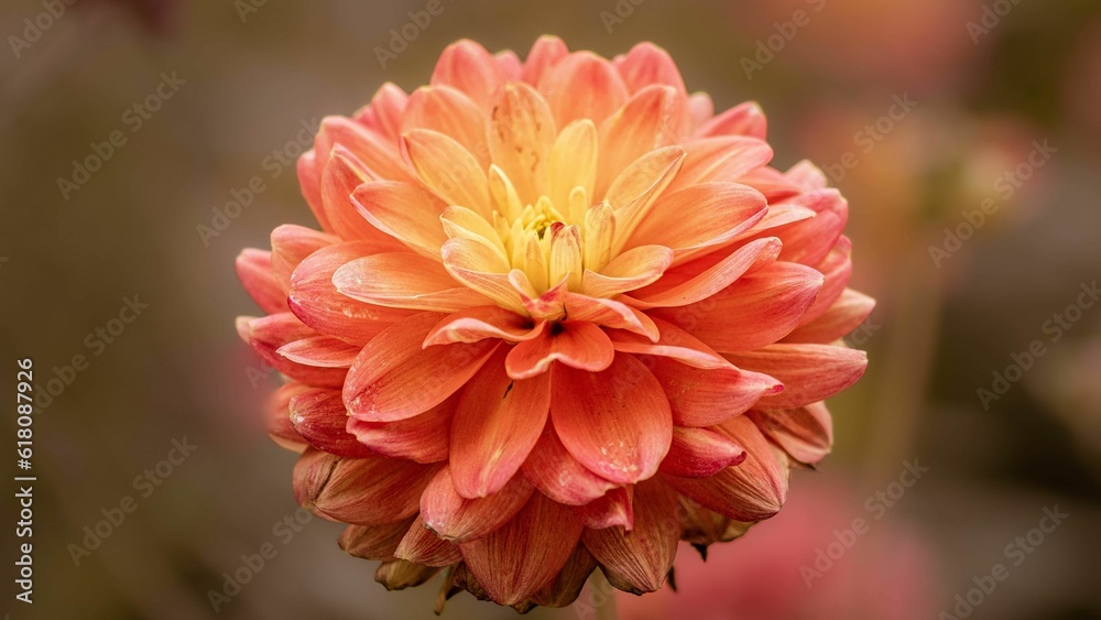 Close-up of vibrant Dahlia pinnata flower on a blurred background Close-up of vibrant Dahlia pinnata flower on a blurred background