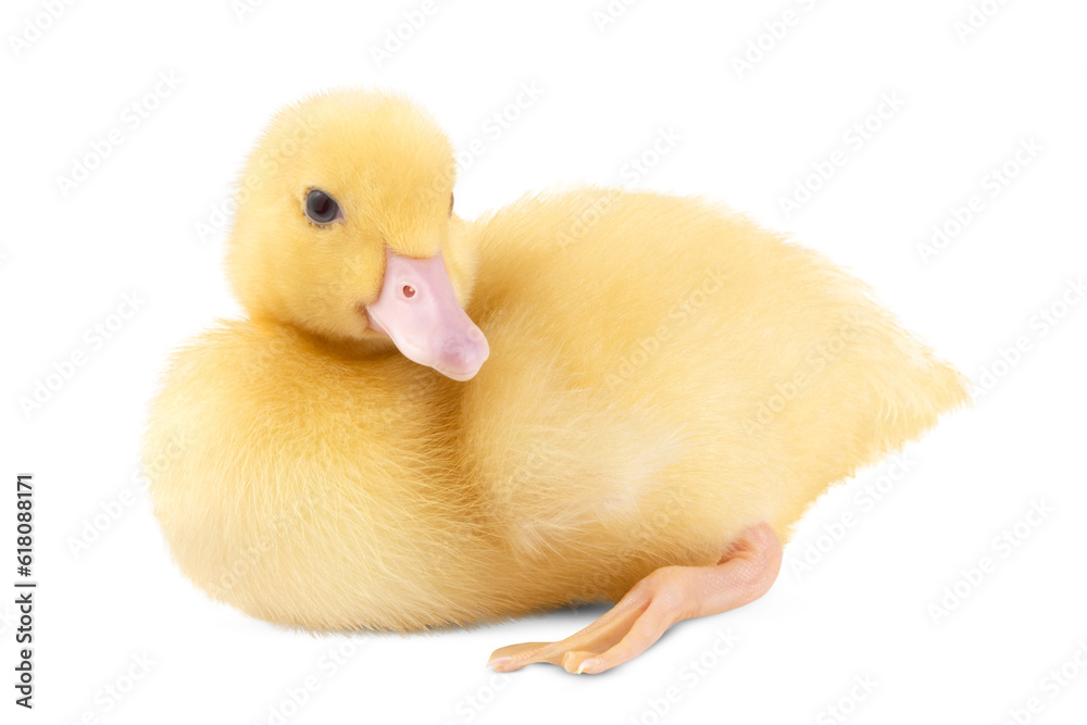 Yellow duckling isolated on transparent background. Yellow duckling isolated on transparent background.