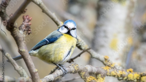 Brightly-colored Eurasian blue tit bird atop a tree branch