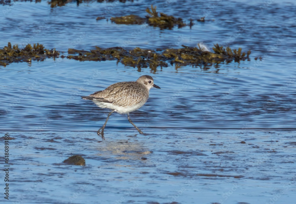 Grey plover wading in the water Grey plover wading in the water