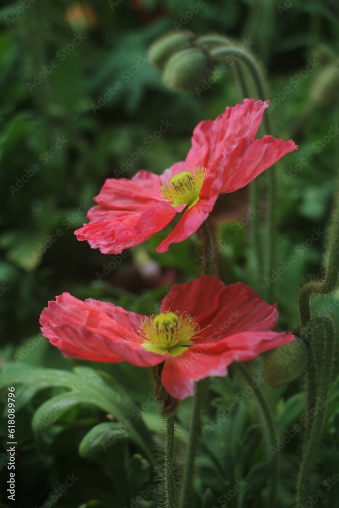 Closeup of a pink poppy growing in the garden Closeup of a pink poppy growing in the garden