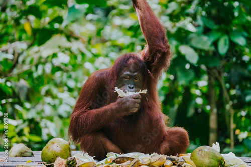 Orangutan