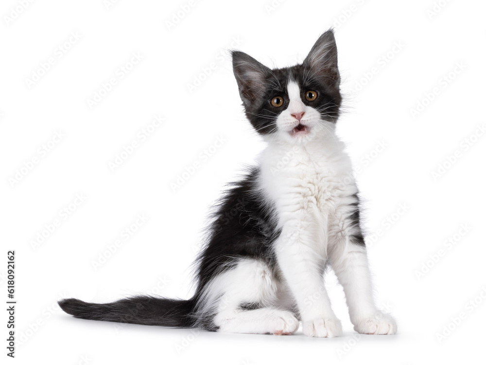 Fototapeta premium Cute expressive black and white Maine Coon cat kitten, sitting up side ways and looking very surprised towards camera. Isolated on a white background.