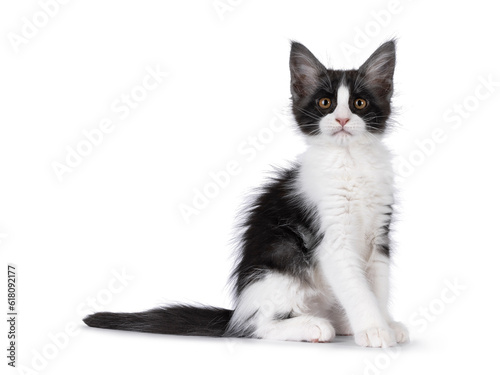 Cute expressive black and white Maine Coon cat kitten, sitting up side ways. Looking straight towards camera. Isolated on a white background.