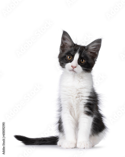 Cute expressive black and white Maine Coon cat kitten, sitting up side ways. Looking beside and above camera. Isolated on a white background.