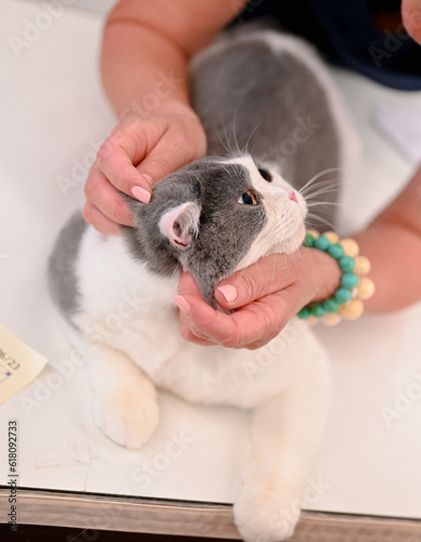 Cute cats, various breeds, Scottish Fold, Exotic Shorthair, British Shorthair, cat contest Wcf Thailand By Bct.