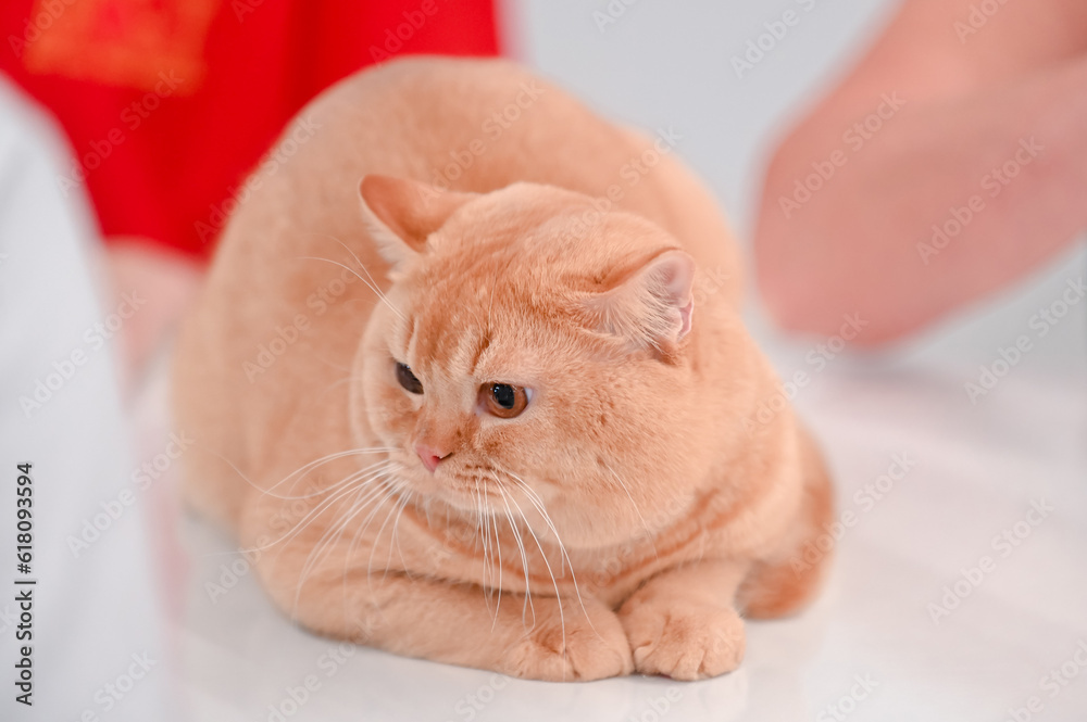 Cute cats, various breeds, Scottish Fold, Exotic Shorthair, British Shorthair, cat contest Wcf Thailand By Bct.