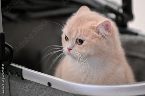 Cute cats, various breeds, Scottish Fold, Exotic Shorthair, British Shorthair, cat contest Wcf Thailand By Bct. © chatchai