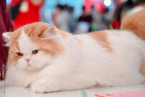 Fototapeta Naklejka Na Ścianę i Meble -  Cute cats, various breeds, Scottish Fold, Exotic Shorthair, British Shorthair, cat contest Wcf Thailand By Bct.