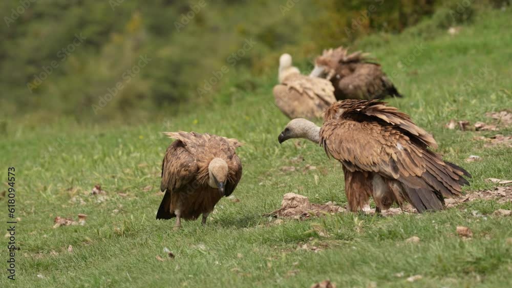 Gathering of vultures in search of food in the Pyrenees Mountains in Spain Gathering of vultures in search of food in the Pyrenees Mountains in Spain