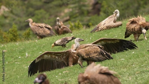 Gathering of vultures in a position of sun bathin the Pyrenees Mountains in Spain photo