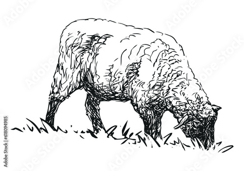 sheep - farm animal, hand drawn illustration