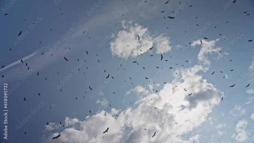 Flock of Griffon Vulture flying over the Pyrenees in Spain Flock of Griffon Vulture flying over the Pyrenees in Spain