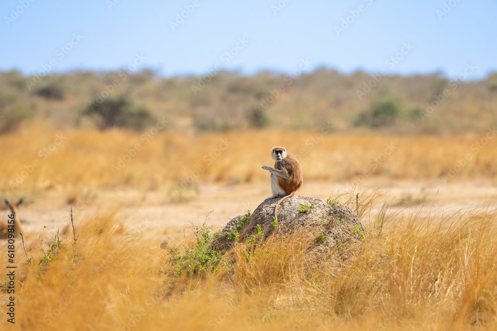 a small brown monkey sitting on top of a rock in the middle of dry grass a small brown monkey sitting on top of a rock in the middle of dry grass