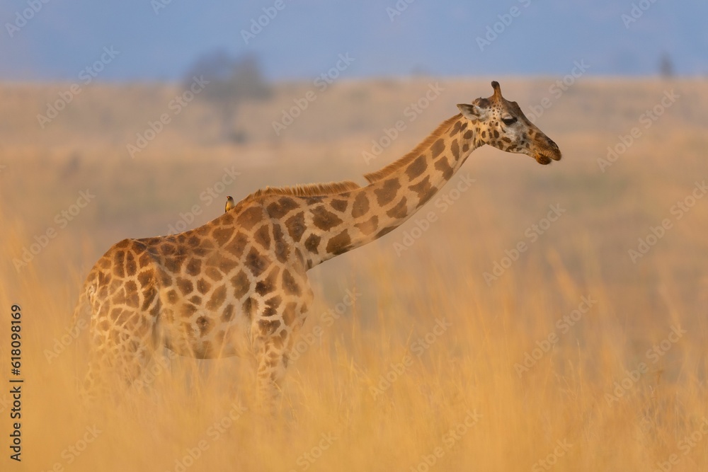 the giraffe is looking into the distance in the wild