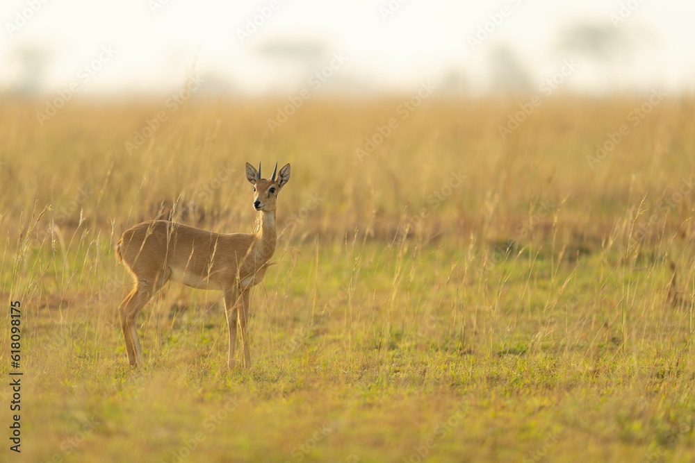 Obraz premium antelope in the morning light on grasslands of etosh