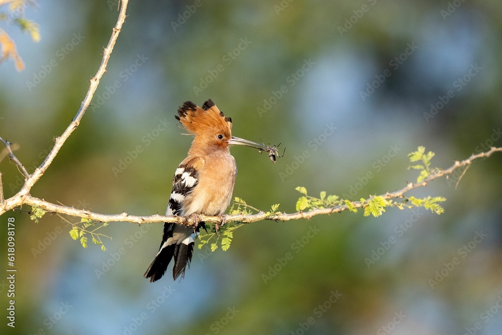 Obraz premium a Eurasian hoopoe is perched on a tree branch eating leaves off a twig