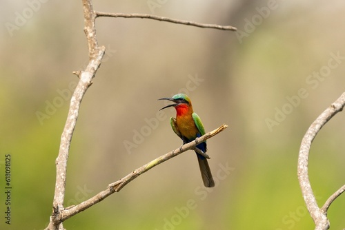 a brightly colored Red-throated bee-eater perches on a branch in a nature setting photo