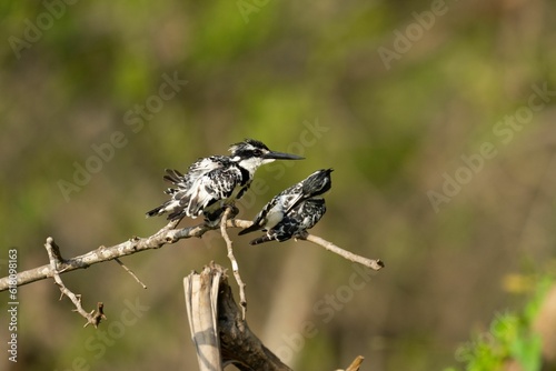 two black and white birds on branches in grass and shrubs