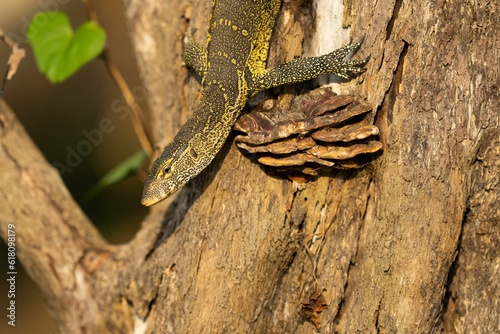 a Nile monitor lizard climbing up a tree trunk next to a pine cone