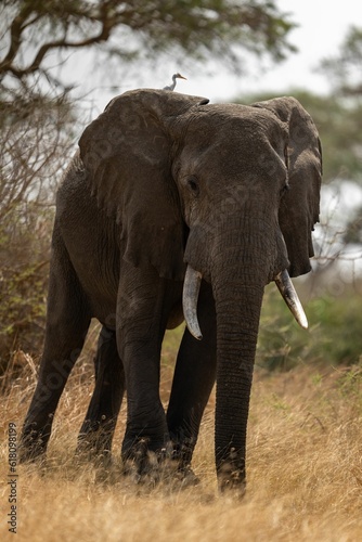 an elephant with tusks stands in tall dry grass