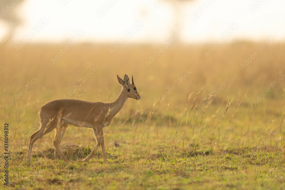 Obraz premium a deer standing on top of a lush green field next to trees