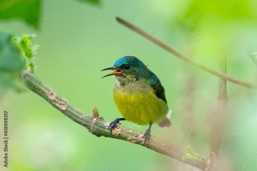 Fototapeta premium a Collared sunbird bird perched on a branch with its beak open