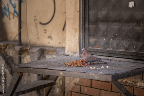 A bird eating cat-food in Istanbul 