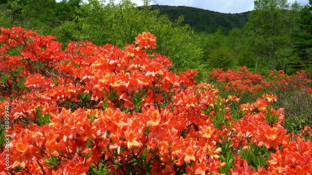 湯の丸高原に咲くレンゲツツジ 湯の丸高原に咲くレンゲツツジ