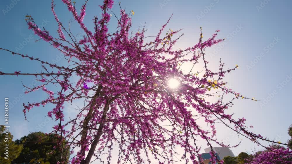 Low angle shot of blooming Redbud tree with pink flowers against sunlight and blue sky