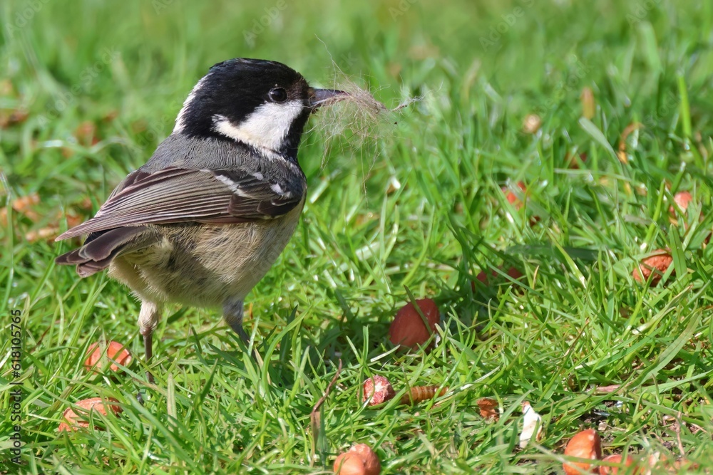 Coal tit collecting nesting material in beak. Coal tit collecting nesting material in beak.