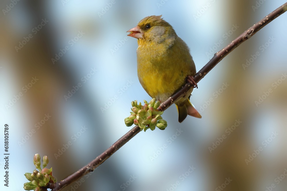 Closeup of a greenfinch feeding on flower buds on a tree branch. Closeup of a greenfinch feeding on flower buds on a tree branch.