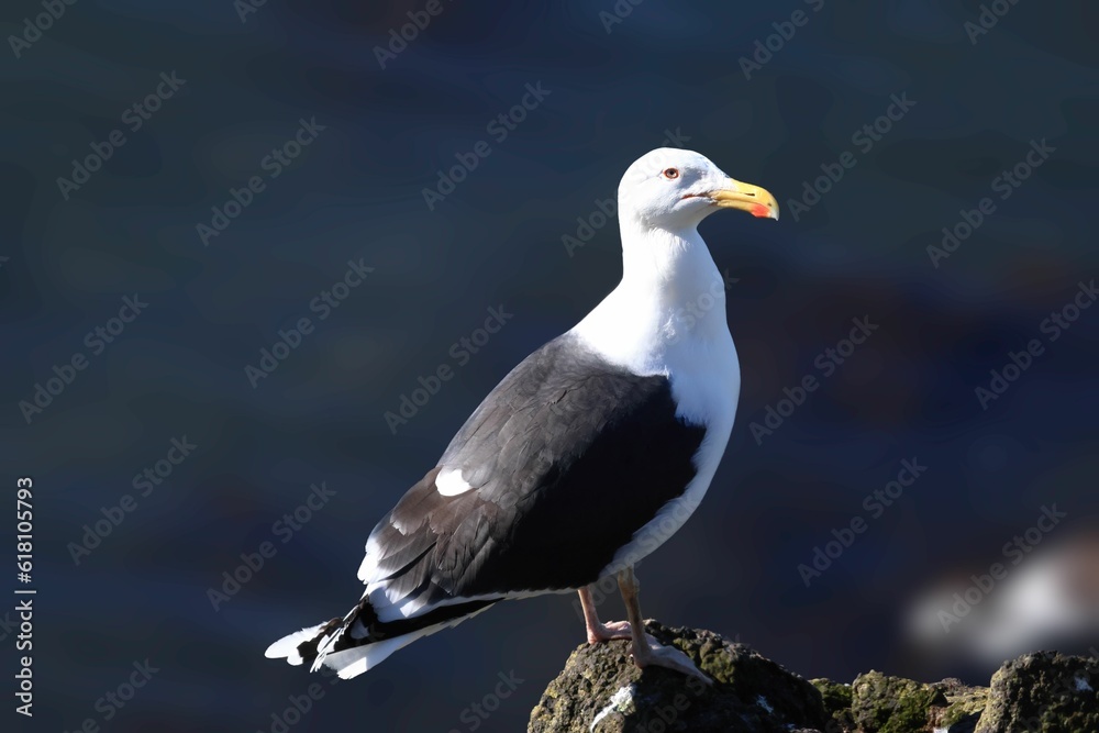 Great black-backed gull, Larus marinus perched on a rock.