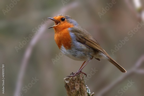 Singing European robin perched on a tree branch. Erithacus rubecula.